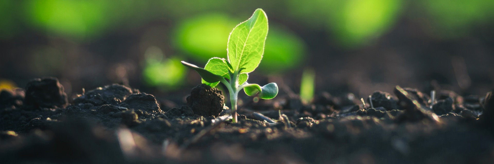 Liten planta i en rabatt med odlingsjord