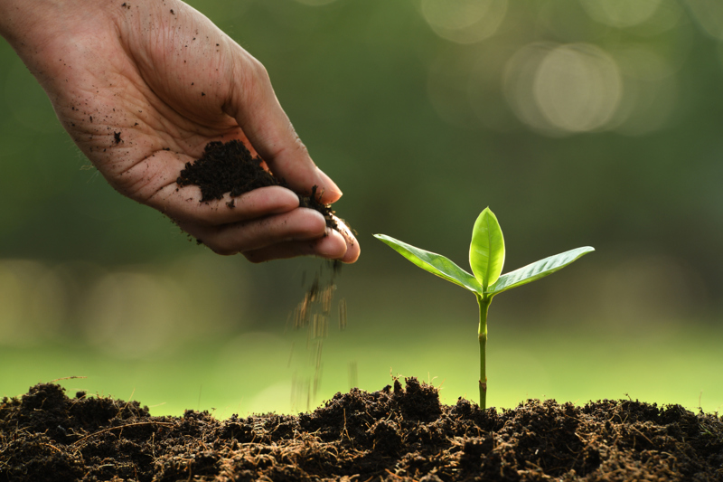 Hand bredvid en liten grön planta.