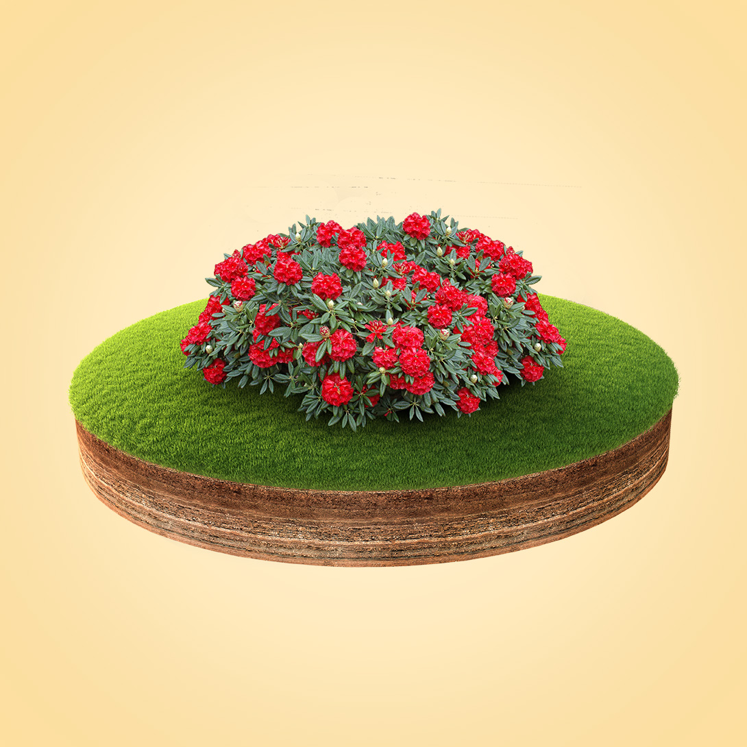 Illustration av Rododendronjord