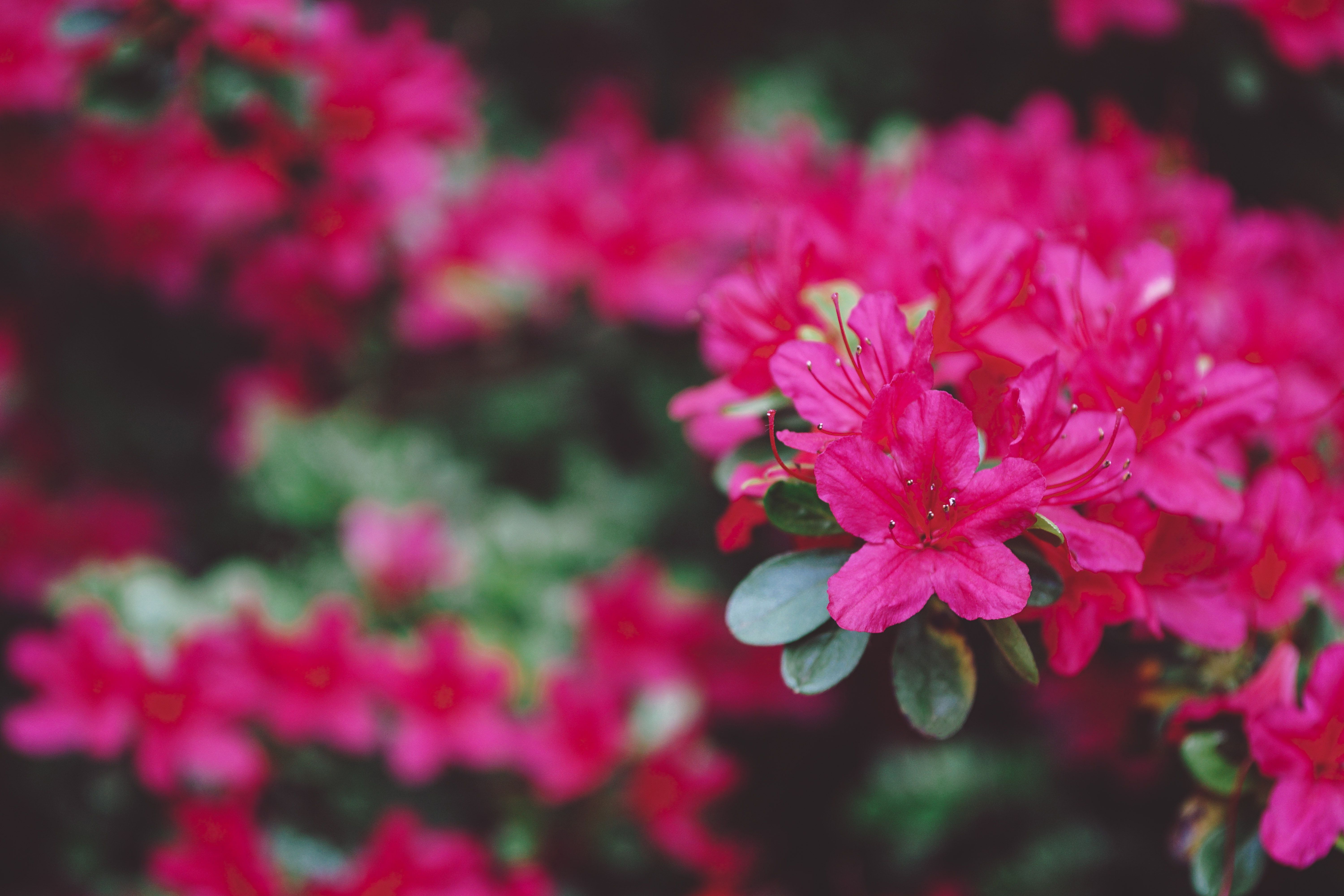 Rhododendronjord - för rabatter med surväxter