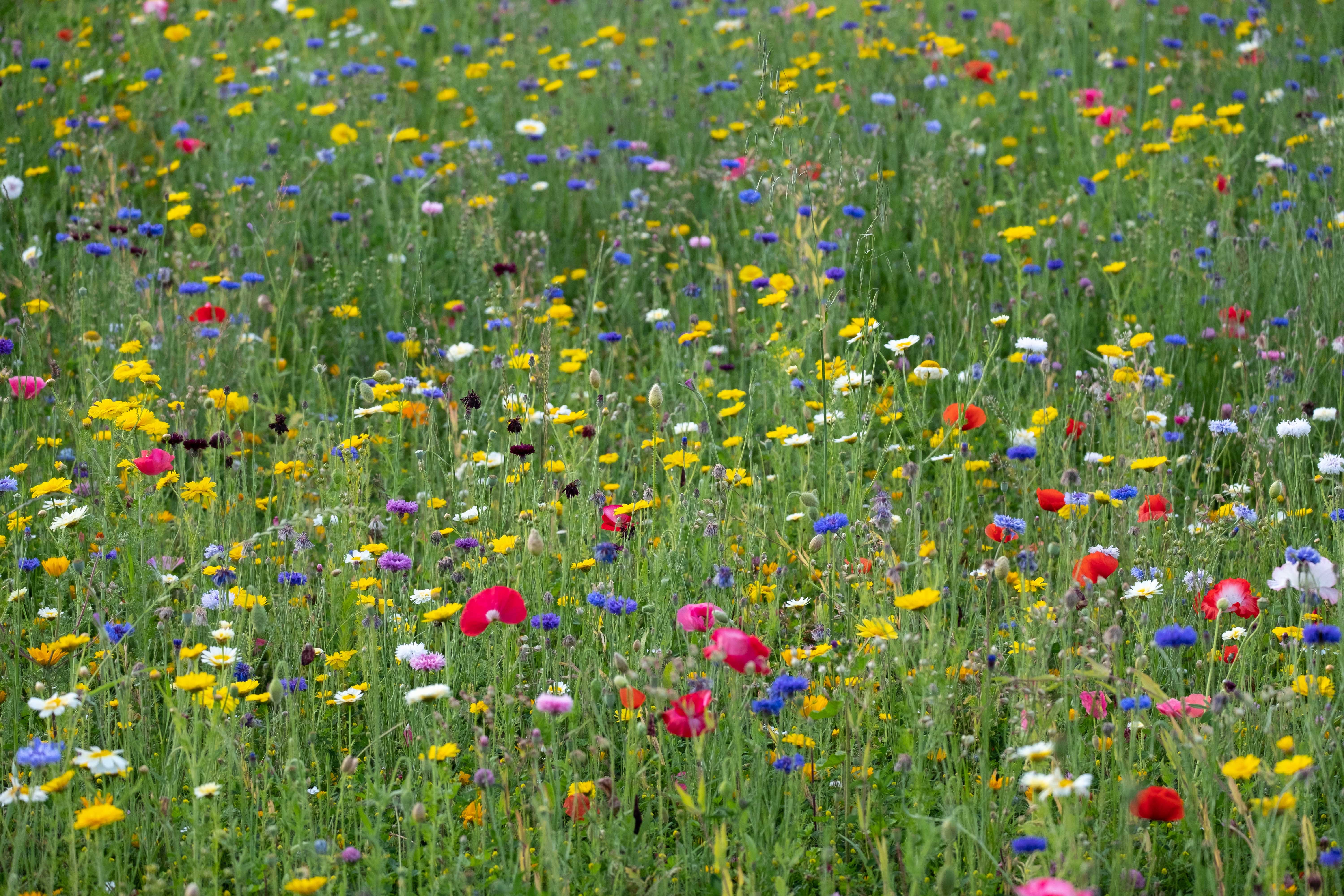 Ängsjord - för anläggning av ängsmark med blommor och spröda plantor