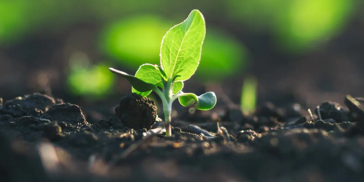Liten planta i en rabatt med odlingsjord