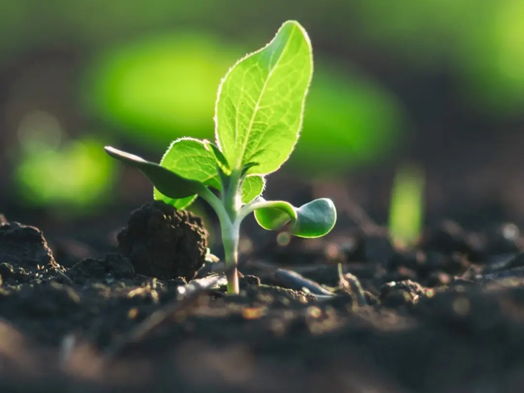 Liten planta i en rabatt med odlingsjord
