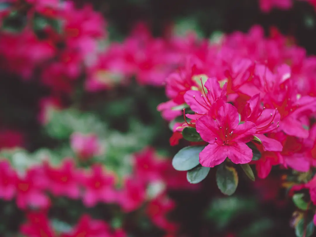 Rhododendronjord - för rabatter med surväxter
