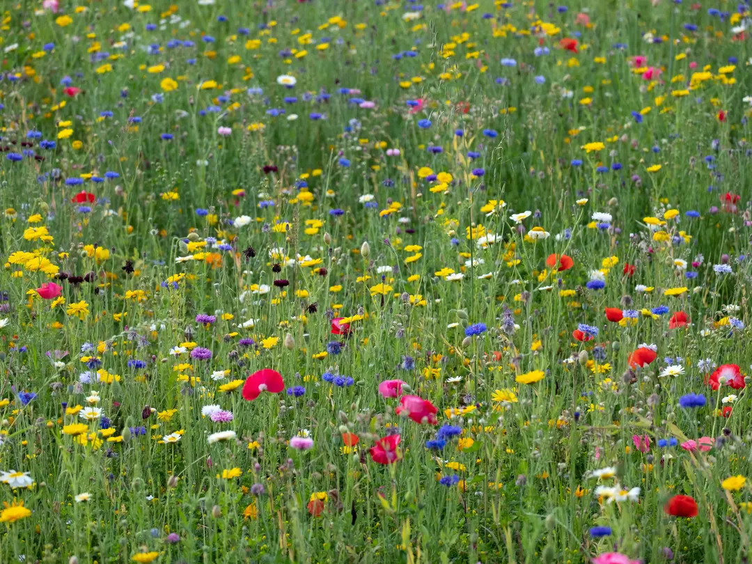 Ängsjord - för anläggning av ängsmark med blommor och spröda plantor